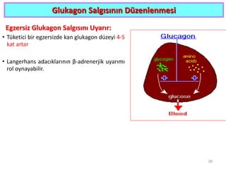 Glukagon Salgısının Düzenlenmesi
Egzersiz Glukagon Salgısını Uyarır:
• Tüketici bir egzersizde kan glukagon düzeyi 4-5
kat artar
• Langerhans adacıklarının β-adrenerjik uyarımı
rol oynayabilir.
39
 