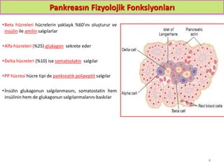 Pankreasın Fizyolojik Fonksiyonları
•Beta hücreleri hücrelerin yaklaşık %60'ını oluşturur ve
insülin ile amilin salgılarlar
•Alfa hücreleri (%25) glukagon sekrete eder
•Delta hücreleri (%10) ise somatostatin salgılar
•PP hücresi hücre tipi de pankreatik polipeptit salgılar
•İnsülin glukagonun salgılanmasını, somatostatin hem
insülinin hem de glukagonun salgılanmalarını baskılar
4
 