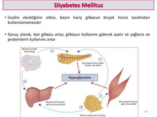 Diyabetes Mellitus
• İnsülin eksikliğinin etkisi, beyin hariç glikozun birçok hücre tarafından
kullanılamamasıdır
• Sonuç olarak, kan glikozu artar, glikozun kullanımı giderek azalır ve yağların ve
proteinlerin kullanımı artar
44
 