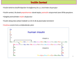 İnsülin Sentezi
•İnsülin birbirine disülfit köprüleri ile bağlanmış iki a.a. zincirinden oluşmuştur
•İnsülin sentezi, ilk olarak preprohormon olarak başlar, proinsülin oluşturmak üzere ER’da parçalanır.
•Golgide proinsülinden insülin oluşturulur
•İnsülin dolaşımda serbest haldedir ve 10-15 dk da plazmadan temizlenir
•İnsülinaz enzimi ile kc ve böbreklerde yıkılır
6
 