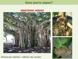 Латинска реч: adventus – побочни, туђ, случајни
Како расте корен?
адвентивно корење
 