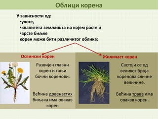 Облици корена
У зависности од:
•улоге,
•квалитета земљишта на којем расте и
•врсте биљке
корен може бити различитог облика:
Освински корен
Развијен главни
корен и тањи
бочни коренови.
Већина дрвенастих
биљака има овакав
корен
Жиличаст корен
Састоји се од
великог броја
коренова сличне
величине.
Већина трава има
овакав корен.
 