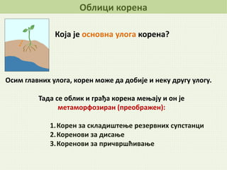 Облици корена
Која је основна улога корена?
Осим главних улога, корен може да добије и неку другу улогу.
Тада се облик и грађа корена мењају и он је
метаморфозиран (преображен):
1.Корен за складиштење резервних супстанци
2.Коренови за дисање
3.Коренови за причвршћивање
 