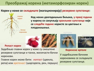 Код неких двогодишњих биљака, у првој години
у корену се сакупљају хранљиве супстанце које
се следеће године користе за цветање и
плодоношење.
Преображај корена (метаморфозиран корен)
У задебљалим бочним
кореновима се складиште
резервне супстанце.
Коренске кртоле
кртоле
слатког
кромпира
кртоле
орхидеје
Корен у коме се складиште (магационирају) резервне супстанце:
Репаст корен
Задебљао главни корен у коме су смештене
резервне супстанце и танки, жиличасти бочни
коренови.
Главни корен може бити: лоптаст (цвекла,
репа) или вретенаст (шаргарепа, рен, першун)
 