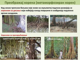 Код неких тропских биљака које живе на муљевитој подлози развијају се
коренови за дисање који избијају изнад површине и снабдевају подземне
органе ваздухом.
фикус
адвентивно корење које се развија из
стабла
даскасти корен
Коренови за причвршћивање -
Преображај корена (метаморфозиран корен)
 