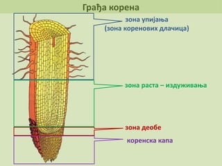 Грађа корена
зона упијања
(зона коренових длачица)
коренска капа
зона раста – издуживања
зона деобе
 