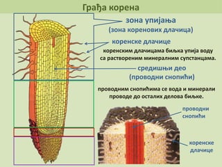 Грађа корена
зона упијања
(зона коренових длачица)
коренске длачице
коренским длачицама биљка упија воду
са раствореним минералним супстанцама.
проводним снопићима се вода и минерали
проводе до осталих делова биљке.
средишњи део
(проводни снопићи)
проводни
снопићи
коренске
длачице
 