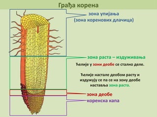 Грађа корена
зона упијања
(зона коренових длачица)
зона раста – издуживања
зона деобе
Ћелије у зони деобе се стално деле.
Ћелије настале деобом расту и
издужују се па се на зону деобе
наставља зона раста.
коренска капа
 