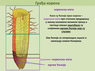 Грађа корена
коренска капа
коренска капа
Како су ћелије врха корена –
коренске капе при сталном продирању
у земљу изложене великом трењу о
честице земље заштићене су
слојевима мртвих ћелија које су
слузаве.
Ове ћелије се непрекидно љуште и
замењују новим ћелијама.
мртве ћелије
 