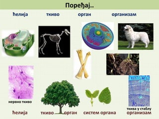 Поређај..
ткива у стаблу
нервно ткиво
ћелија
ћелија
ткиво орган организам
ткиво орган систем органа организам
 