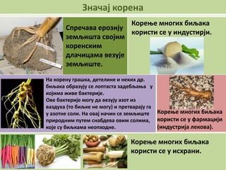 Значај корена
Спречава ерозију
земљишта својим
коренским
длачицама везује
земљиште.
На корену грашка, детелине и неких др.
биљака образују се лоптаста задебљања у
којима живе бактерије.
Ове бактерије могу да везују азот из
ваздуха (то биљке не могу) и претварају га
у азотне соли. На овај начин се земљиште
природним путем снабдева овим солима,
које су биљкама неопходне.
Корење многих биљака
користи се у фармацији
(индустрија лекова).
Корење многих биљака
користи се у исхрани.
Корење многих биљака
користи се у индустирји.
 