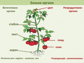 Латинска реч: vegetus – живахан, чио Репродукција - размножавање
Биљни органи
лист
стабло
корен
цвет
плод
Репродуктивни
органи
Вегетативни
органи
семе
 