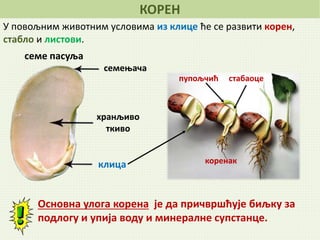 У повољним животним условима из клице ће се развити корен,
стабло и листови.
Основна улога корена је да причвршћује биљку за
подлогу и упија воду и минералне супстанце.
семе пасуља
семењача
хранљиво
ткиво
клица
КОРЕН
коренак
пупољчић стабаоце
 