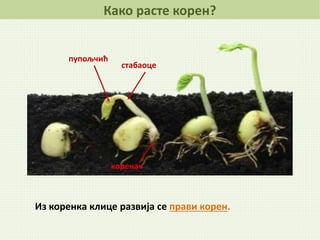 Из коренка клице развија се прави корен.
Како расте корен?
коренак
пупољчић
стабаоце
 