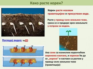 Како расте корен?
Погледај видео:
Расте у правцу силе земљине теже,
грана се и продире кроз земљиште
у потрази за водом.
Ако семе за изниклим коренчићем
окренемо наопако, и коренак ће да
се „окрене“ и настави са растом у
правцу силе земљине теже
(гравитација)
Корен расте изазван
гравитацијом и присуством воде.
 