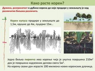 Дужина, разгранатост и дубина корена до које продире у земљишту је код
различитих биљака различита.
Како расте корен?
Корен купуса продире у земљиште до
1,5м, крушке до 4м, луцерке 15м…
Једна биљка пиринча има корење чија је укупна површина 210м2
док је површина надземних делова свега 5м2.
На корену сваки дан израсте 100 милиона нових коренских длачица.
 
