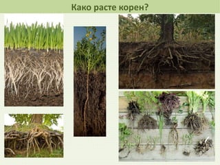 Како расте корен?
 