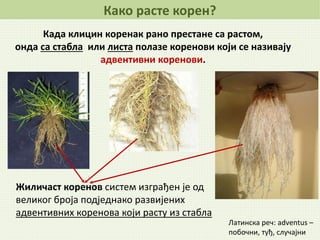 Када клицин коренак рано престане са растом,
онда са стабла или листа полазе коренови који се називају
адвентивни коренови.
Латинска реч: adventus –
побочни, туђ, случајни
Како расте корен?
Жиличаст коренов систем изграђен је од
великог броја подједнако развијених
адвентивних коренова који расту из стабла
 