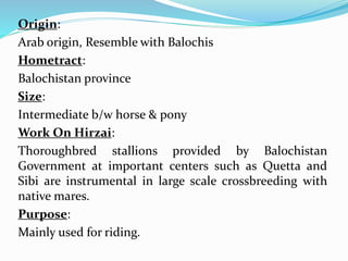 Origin:
Arab origin, Resemble with Balochis
Hometract:
Balochistan province
Size:
Intermediate b/w horse & pony
Work On Hirzai:
Thoroughbred stallions provided by Balochistan
Government at important centers such as Quetta and
Sibi are instrumental in large scale crossbreeding with
native mares.
Purpose:
Mainly used for riding.