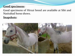 Good specimens:
Good specimens of Hirzai breed are available at Sibi and
Nasirabad horse shows.
Snapshots: