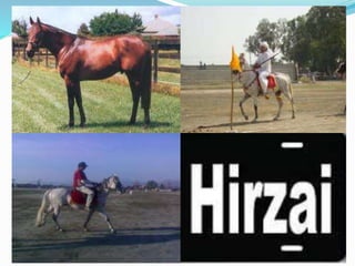 Hirzai” Horse Breed