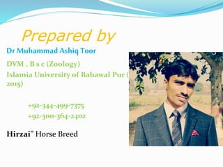 Prepared by
Dr Muhammad Ashiq Toor
DVM , B s c (Zoology)
Islamia University of Bahawal Pur (IUB) (2010 –
2015)
+92-344-499-7375
+92-300-364-2402
Hirzai” Horse Breed
 