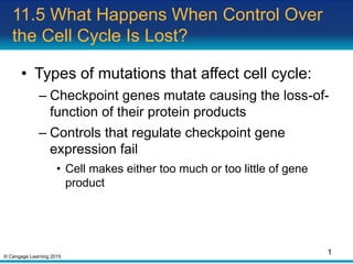 © Cengage Learning 2015
11.5 What Happens When Control Over
the Cell Cycle Is Lost?
• Types of mutations that affect cell cycle:
– Checkpoint genes mutate causing the loss-of-
function of their protein products
– Controls that regulate checkpoint gene
expression fail
• Cell makes either too much or too little of gene
product
1
 