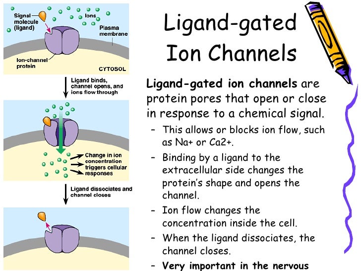 11.15 (dr. husun bano) cell signalling mechanisms 1st & 2nd