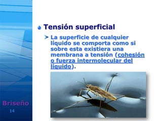 Tensión superficial
La superficie de cualquier
líquido se comporta como si
sobre esta existiera una
membrana a tensión (cohesión
o fuerza intermolecular del
líquido).
14
Briseño
 