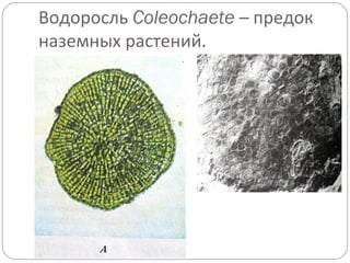 Водоросль Coleochaete – предок
наземных растений.
 