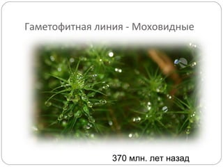 Гаметофитная линия - Моховидные
370 млн. лет назад
 