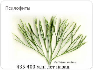 Псилофиты
435-400 млн лет назад
 