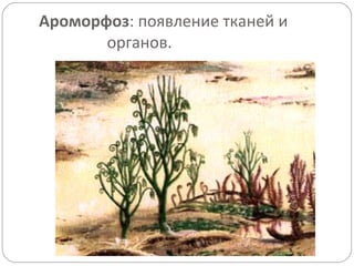 Ароморфоз: появление тканей и
органов.
 