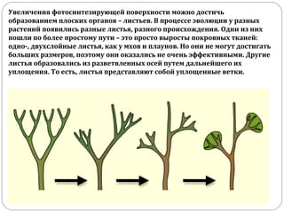 Увеличения фотосинтезирующей поверхности можно достичь
образованием плоских органов – листьев. В процессе эволюции у разных
растений появились разные листья, разного происхождения. Одни из них
пошли по более простому пути – это просто выросты покровных тканей:
одно-, двухслойные листья, как у мхов и плаунов. Но они не могут достигать
больших размеров, поэтому они оказались не очень эффективными. Другие
листья образовались из разветвленных осей путем дальнейшего их
уплощения. То есть, листья представляют собой уплощенные ветки.
 