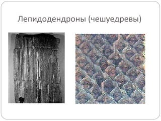 Лепидодендроны (чешуедревы)
 