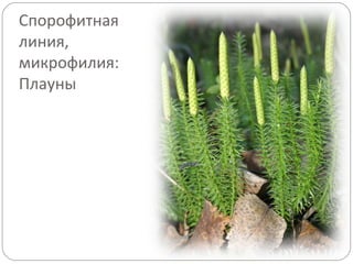 Спорофитная
линия,
микрофилия:
Плауны
 