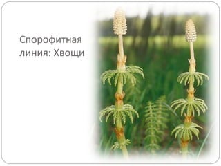 Спорофитная
линия: Хвощи
 