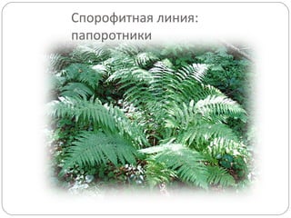 Спорофитная линия:
папоротники
 