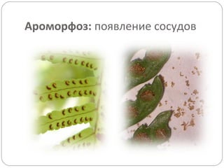 Ароморфоз: появление сосудов
 