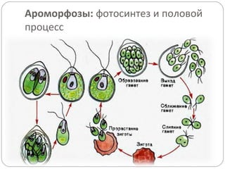 Ароморфозы: фотосинтез и половой
процесс
 