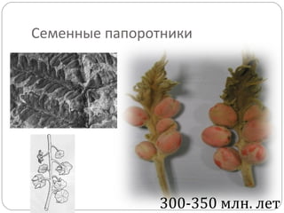 Семенные папоротники
300-350 млн. лет
 