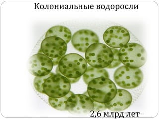 Колониальные водоросли
2,6 млрд лет
 
