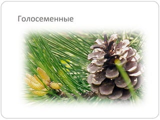 Голосеменные
 