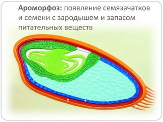 Ароморфоз: появление семязачатков
и семени с зародышем и запасом
питательных веществ
 