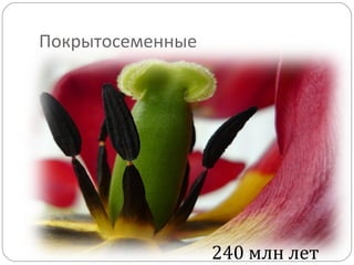 Покрытосеменные
240 млн лет
 