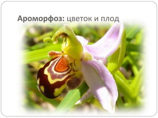 Ароморфоз: цветок и плод
 
