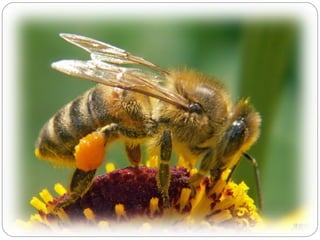 эволюция растений 11