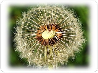 эволюция растений 11