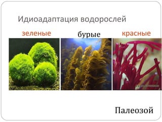 Идиоадаптация водорослей
зеленые красныебурые
Палеозой
 
