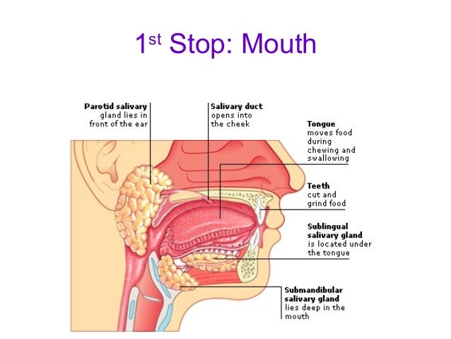 Image result for human mouth digestive system